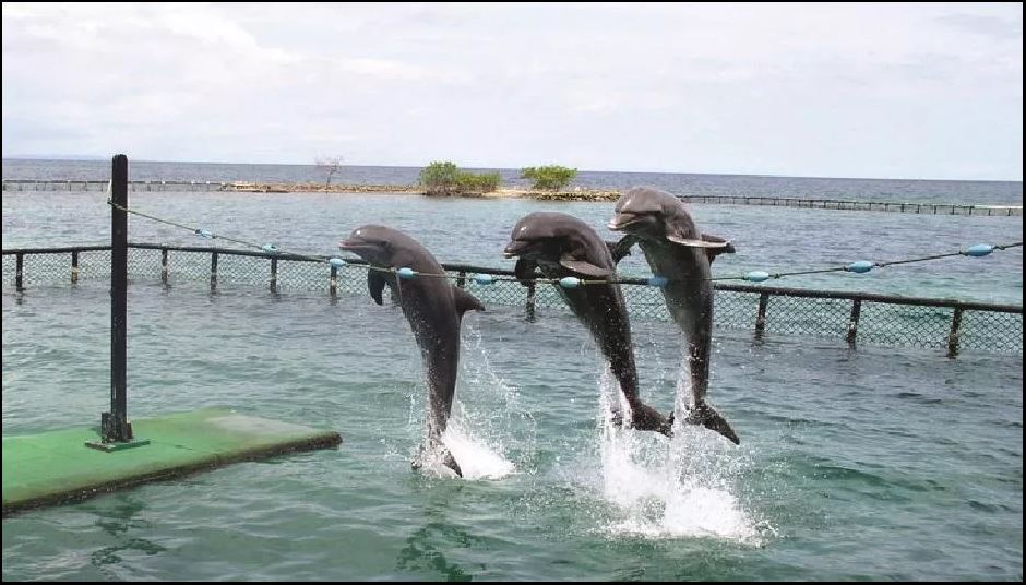 Nadar con delfines en Cartagena