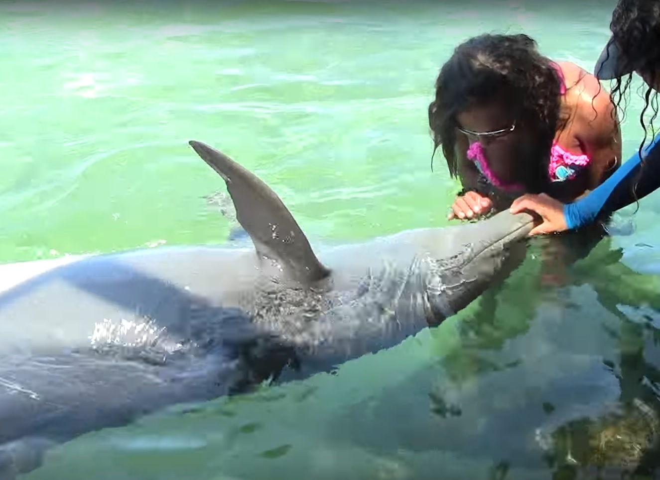 Nadar con delfines en Cartagena